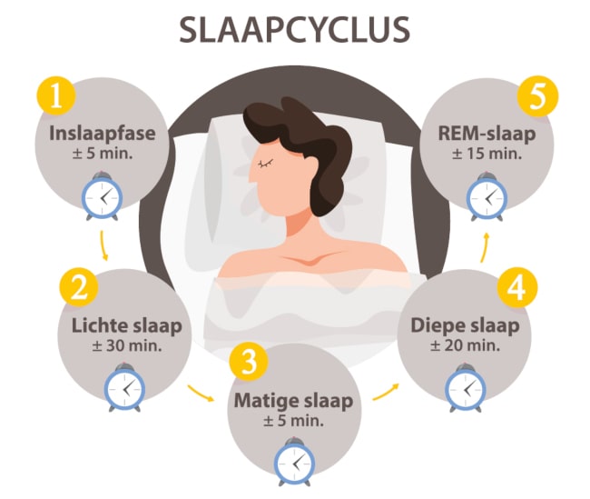 De 90 minuten slaapcyclus